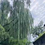 小鱼看花
