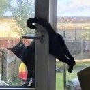 小猫_OwzY