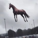 最小的馬