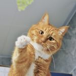 JustMeowMeow