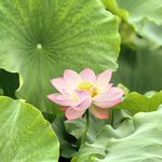 哆啦A梦的学习机