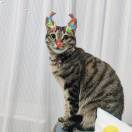 SheenaT