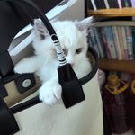 不过是小笼球