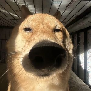 podcaster-avatar