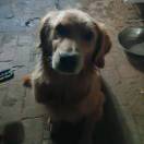 我有一个李子一