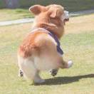 树澍