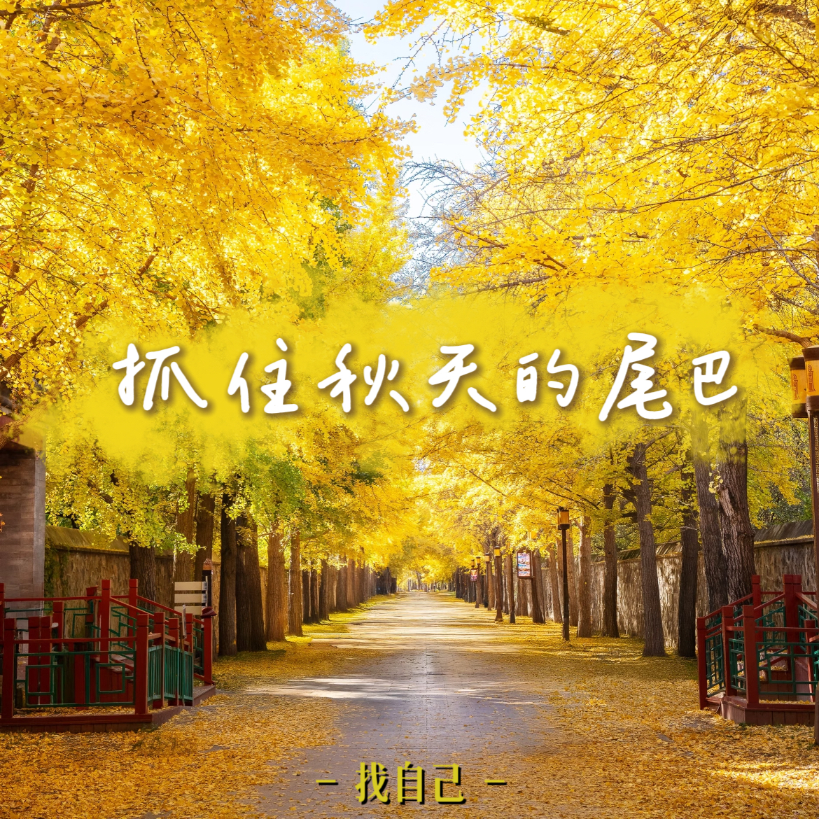 抓住秋天的尾巴，穿越圆明园银杏大道，奔赴方大同纪念椅【见天地】 episode artwork