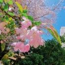 金哈哈_f2CU