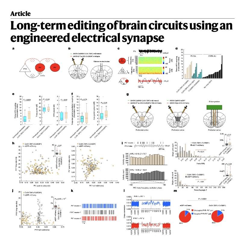 1070-Engineering Electrical Synapses for Circuit Editing episode artwork