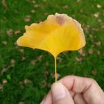 爱得森