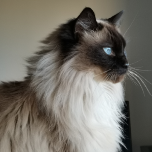 08. 和听播客4000+小时的大佬聊播客！| 串台「解析电波」