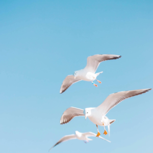 Vol.6 | Stray Birds 1-10