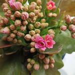 春水映梨花晨曦