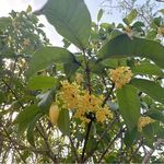 红鲤鱼与绿鲤鱼呀