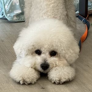 萊恩德克