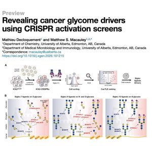 1085-CRISPR Activation Mapping of Cancer Glycome Landscape