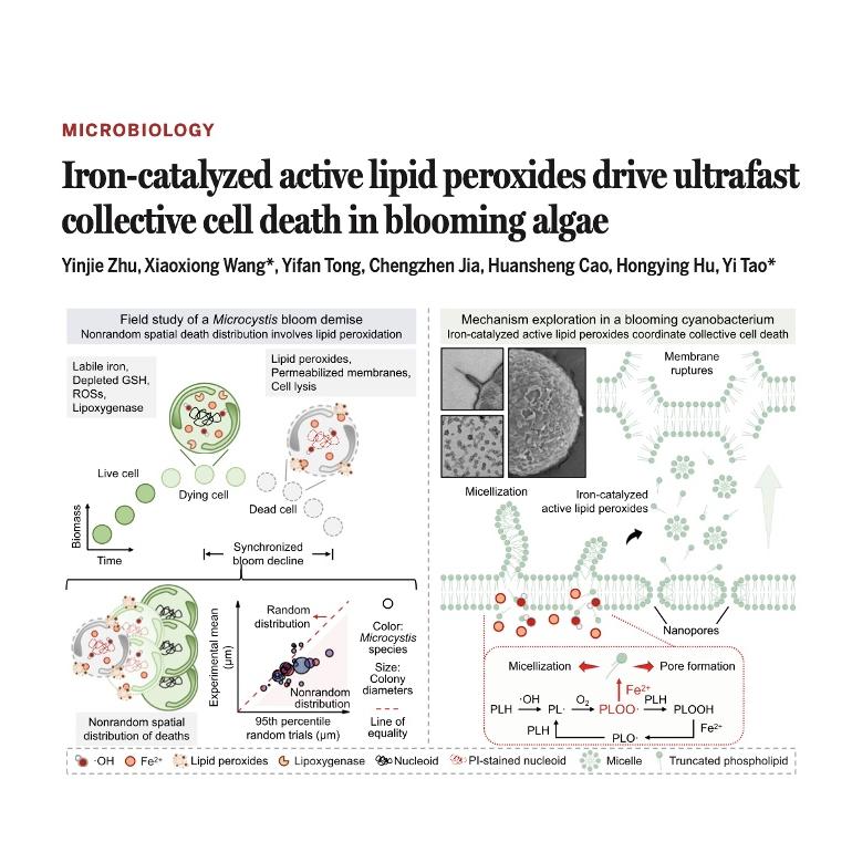 1482-Iron-Catalyzed Ferroptosis in Cyanobacterial Blooms episode artwork