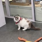 珊珊Leah