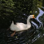 惠风如月