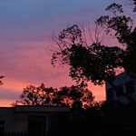 双子喵呵呵呵呱