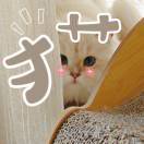 呛口小辣椒_1AjM