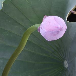 podcaster-avatar