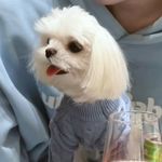 说谎伤害都是不安犯的错