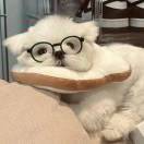 抱着猫斗地主