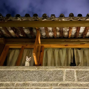 Vol.106 租房指南：大理好美丽，我该住哪里？