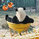是仙奶呀