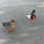小鹅zi