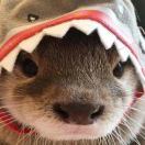 i水獭_