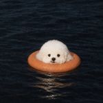 芭乐贝果