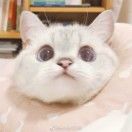 快乐小猫罐头
