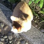 阳嘻嘻