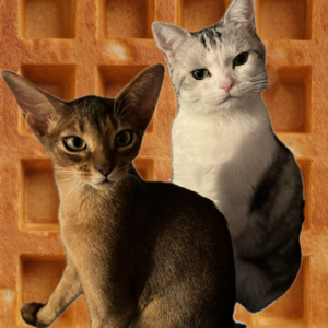 vol.12 被宠物“教做人”：听完这期还敢养宠物的都是勇士！