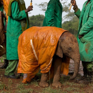 英汉对照朗读 |《用二十年走进大象的世界》|《纽约时报》2013年8月30日文章