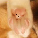 精力独角仙猎人