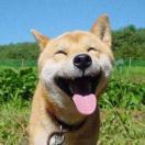 hAPPydOg0519