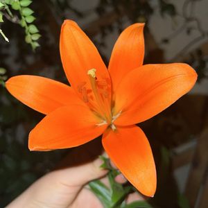 podcaster-avatar