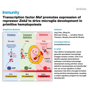 763-Maf与Jun调控原始造血中小胶质细胞的发育