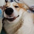 狗姐lx