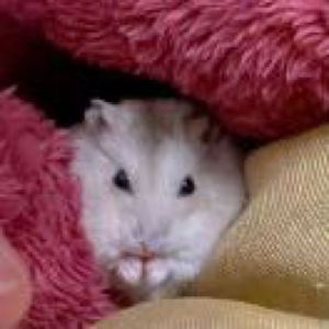 读《金刚经》应如是降伏其心