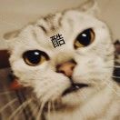 真嗣