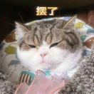 灰肥兔子