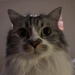 家有猫小美