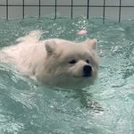 诶欧诶欧
