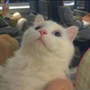 祝你心想事成女士