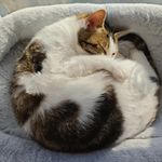 小西喝咖啡