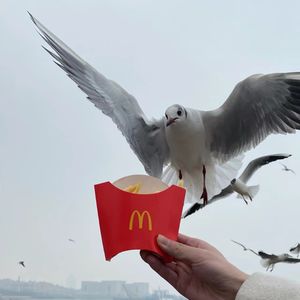 码头海鸥整点麦当当